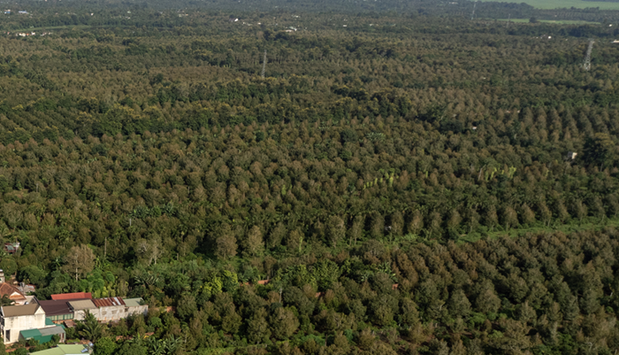 Thị trường carbon tuân thủ và tự nguyện khác nhau thế nào?