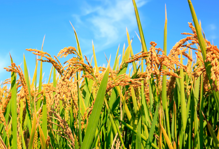 Gạo chất lượng cao chiếm khoảng 75% trong cơ cấu xuất khẩu