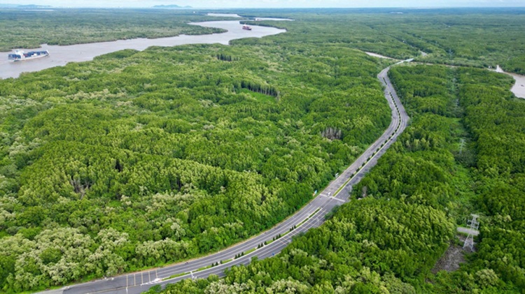 Hướng tới khai thác hiệu quả tín chỉ các-bon rừng ngập mặn Cần Giờ