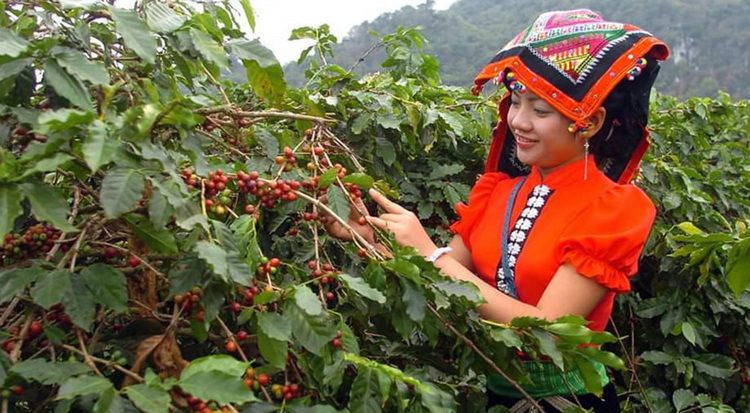 Sơn La: Bảo vệ môi trường trong sản xuất, canh tác cà phê