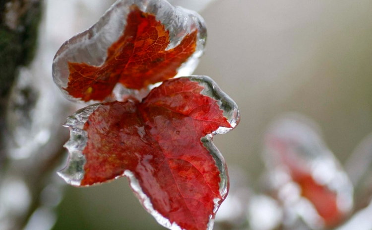 Thời tiết ngày 9/1: Bắc Bộ tiếp tục rét đậm, rét hại