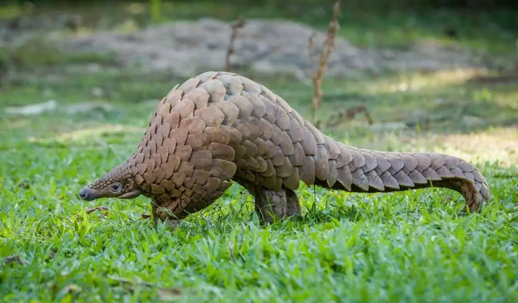 Đắk Lắk: Người dân giao nộp tê tê quý hiếm cho lực lượng chức năng