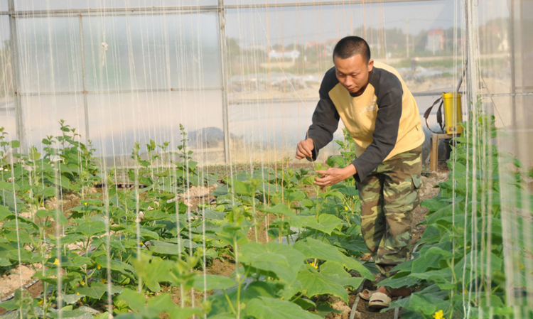 Công nghệ sinh học nâng cao giá trị sản xuất ngành nông nghiệp Bắc Ninh