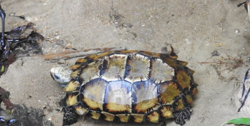 Người dân ở Huế tự nguyện giao nộp rùa núi viền quý hiếm