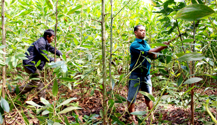 Quảng Trị: Trồng mới hơn 24.000ha rừng trong năm 2025