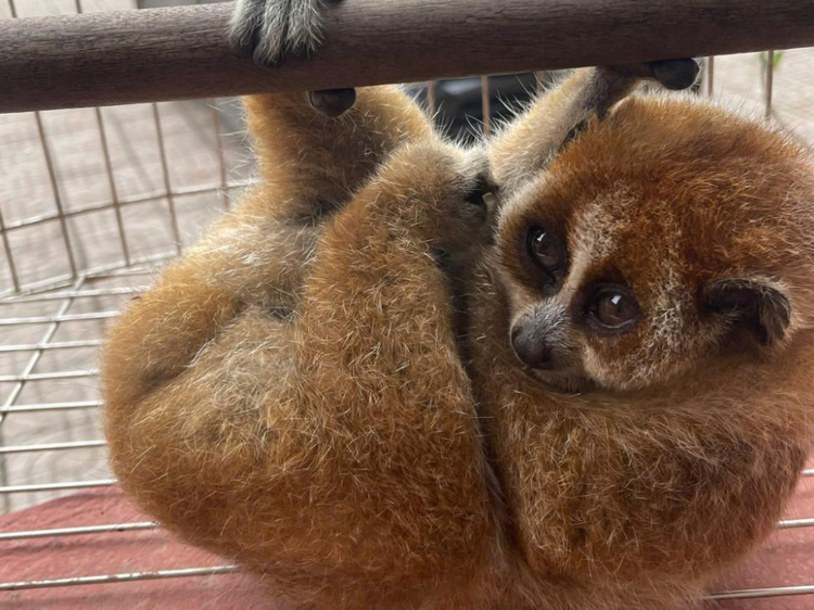 Hà Tĩnh: Người dân giao nộp cá thể culi nhỏ quý hiếm