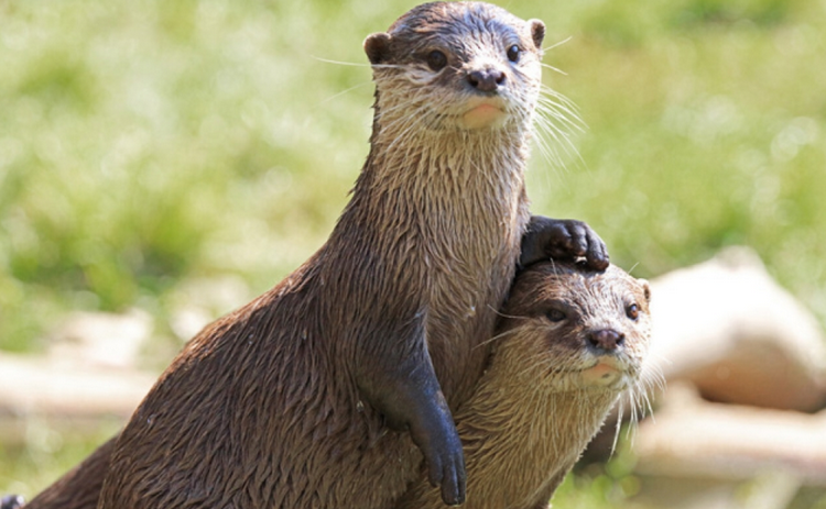 An Giang: Người dân giao nộp 4 cá thể rái cá quý hiếm