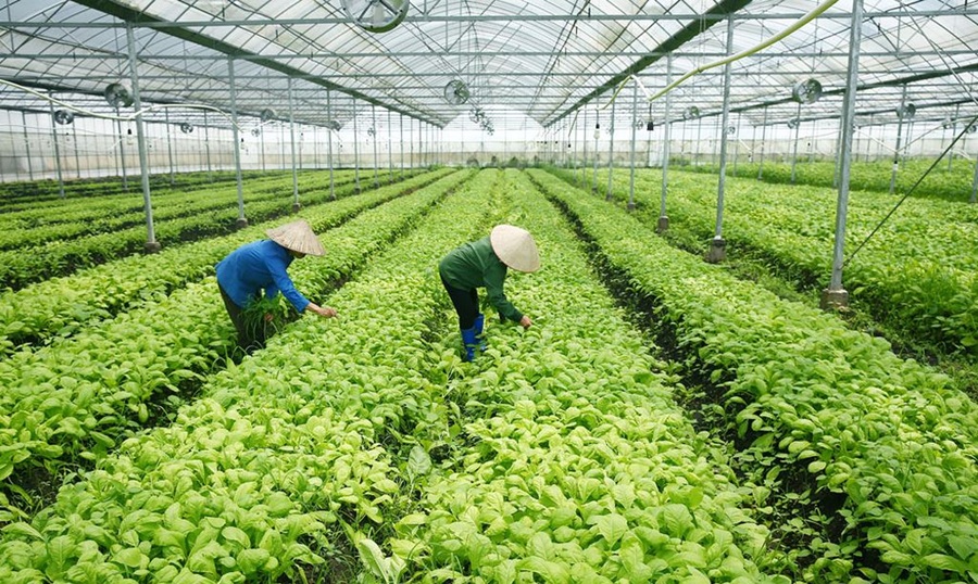 Tăng cường quản lý, phát triển thuốc bảo vệ thực vật sinh học