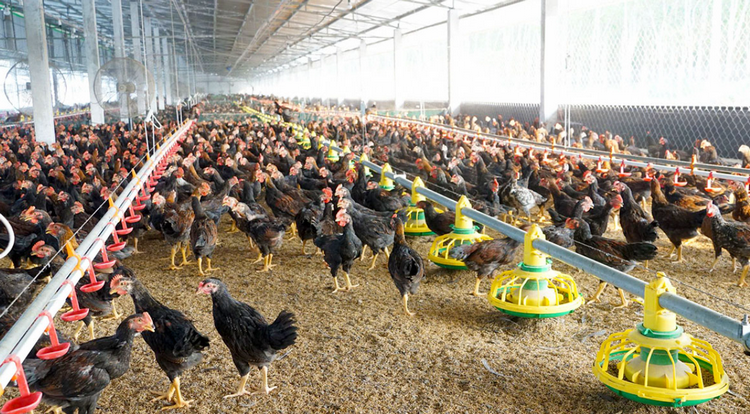 Tập trung đổi mới mô hình chăn nuôi theo hướng thông minh