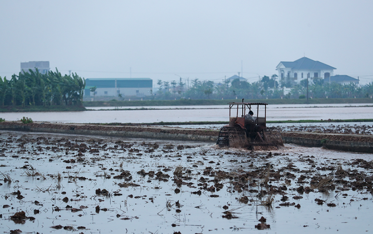 Hải Phòng: Hơn 60% diện tích gieo cấy vụ đông xuân đã có nước đổ ải