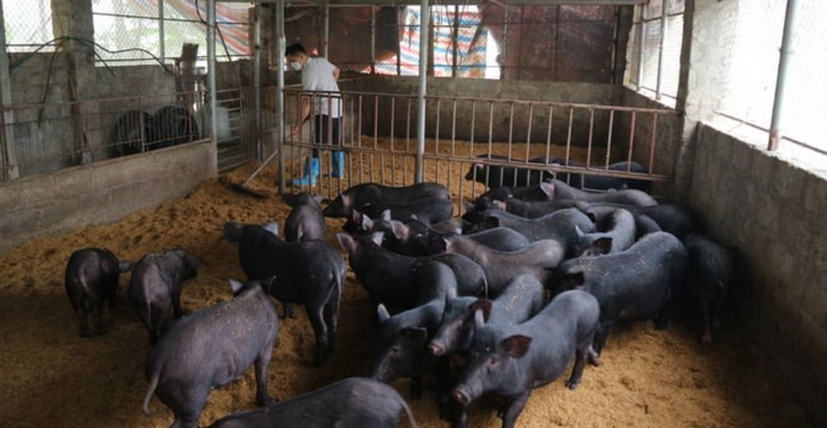 Giảm ô nhiễm môi trường trong phát triển chăn nuôi