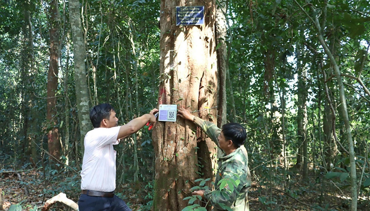 Số hóa công tác bảo tồn rừng bằng mã QR tại Vườn quốc gia Bù Gia Mập