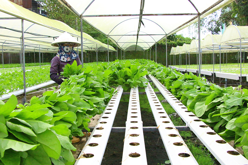 Đồng Tháp phát triển nông nghiệp công nghệ cao, bền vững