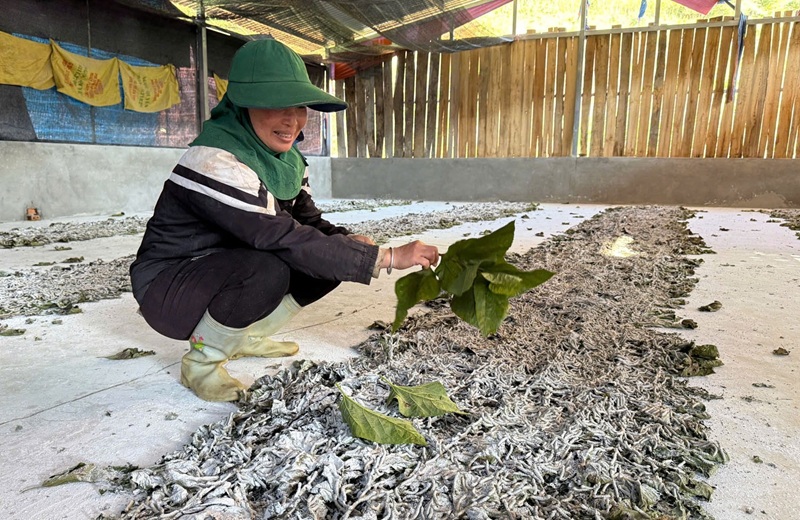 Mô hình phát triển kinh tế bền vững từ trồng dâu nuôi tằm ở Lào Cai