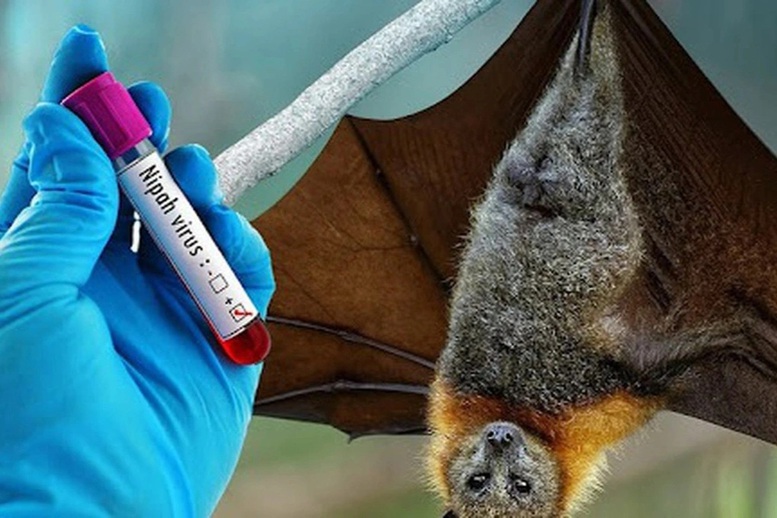 Phòng chống dịch bệnh do virus Nipah ngay tại các cửa khẩu