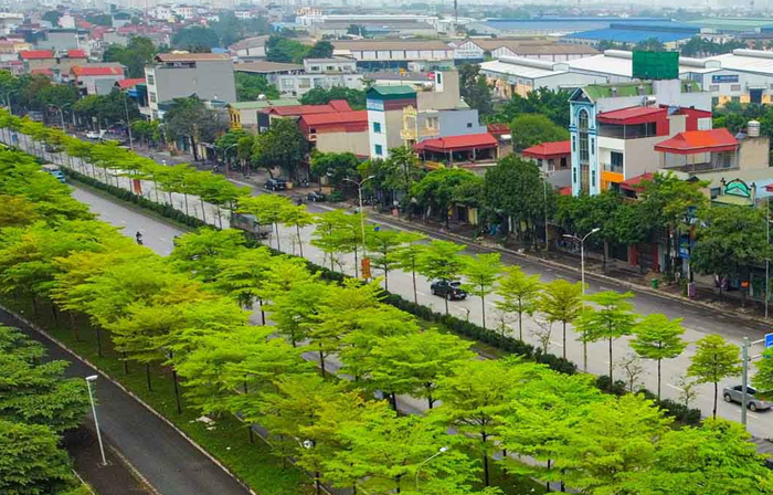 Hà Nội phấn đấu trồng trên 400.000 cây xanh năm 2026