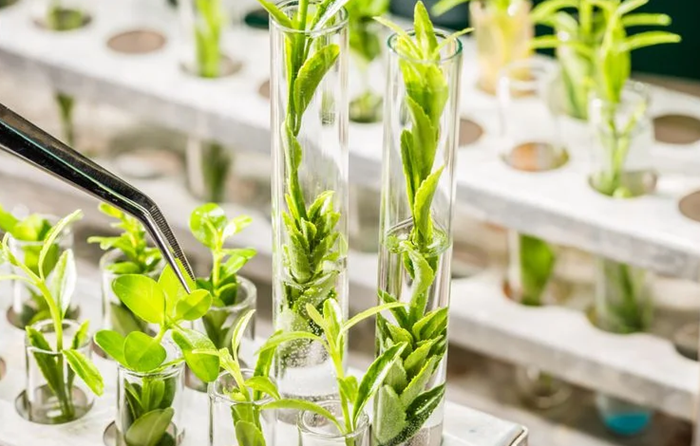 Tỷ trọng đóng góp của công nghệ sinh học trong phát triển kinh tế-xã hội