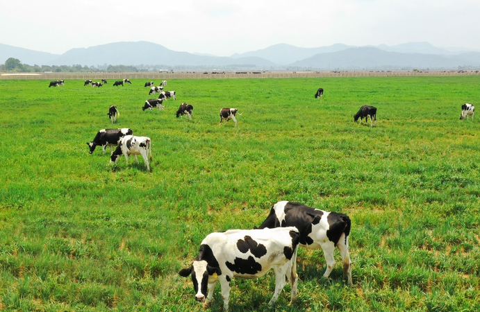 Phát triển đàn bò sữa theo hướng trang trại tập trung