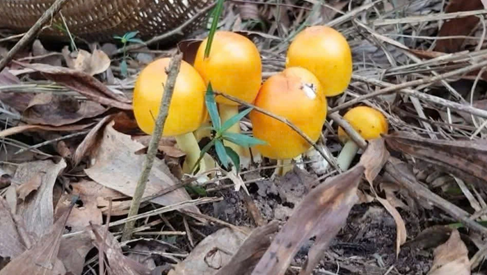 Khuyến cáo không sử dụng các loài động vật, thực vật lạ