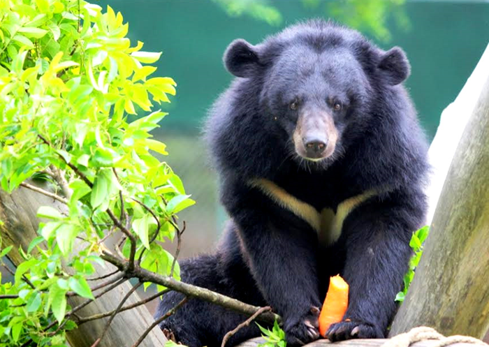 Bàn giao cá thể gấu ngựa quý hiếm về vườn quốc gia Bạch Mã