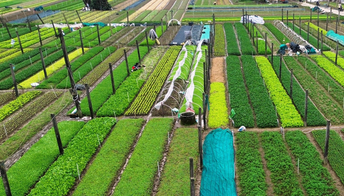 Hà Nội sẽ hình thành các vùng sản xuất nông nghiệp an toàn, hiện đại