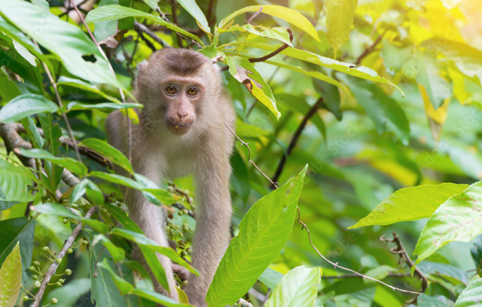 Hưng Yên: Người dân tự nguyện giao nộp khỉ đuôi lợn quý hiếm