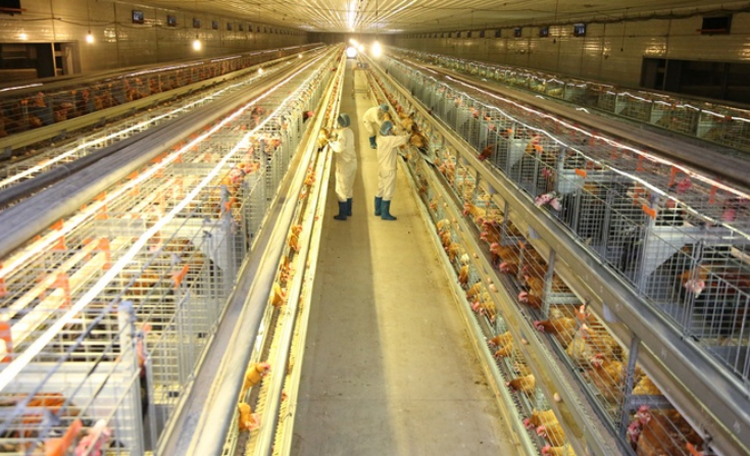 Công nghệ cao tạo bước đột phá cho ngành chăn nuôi TP.HCM