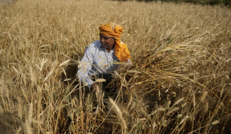 Vụ Đông ở Ấn Độ đối mặt rủi ro do thời tiết khô nóng