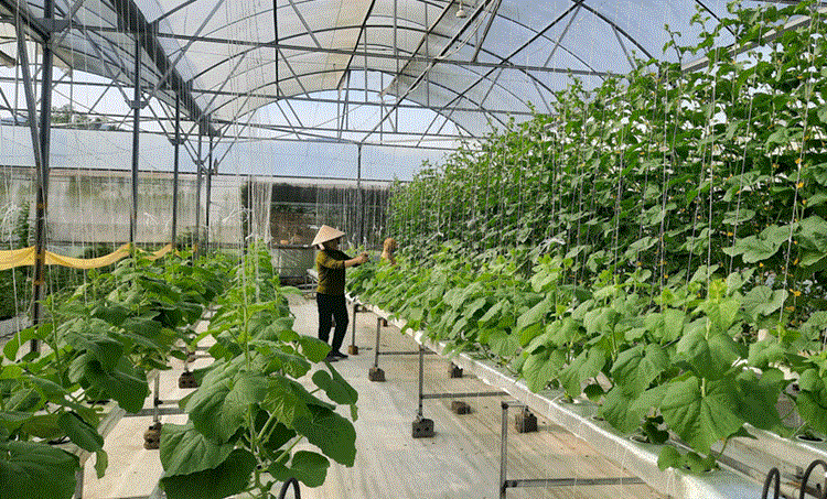 Chuyển đổi số góp phần thúc đẩy phát triển ngành nông nghiệp