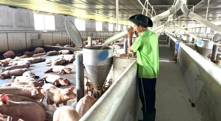 Chăn nuôi công nghệ cao - hướng đi chiến lược của nông nghiệp Tây Ninh