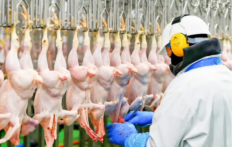 Ổ dịch cúm xuất hiện, Argentina tạm dừng xuất khẩu sản phẩm gia cầm