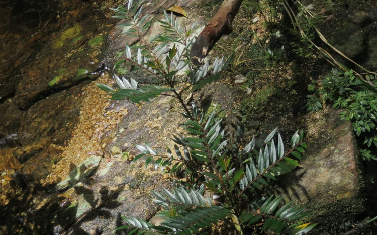 Huế ghi nhận loài thực vật mới tại Khu Dự trữ Phong Điền