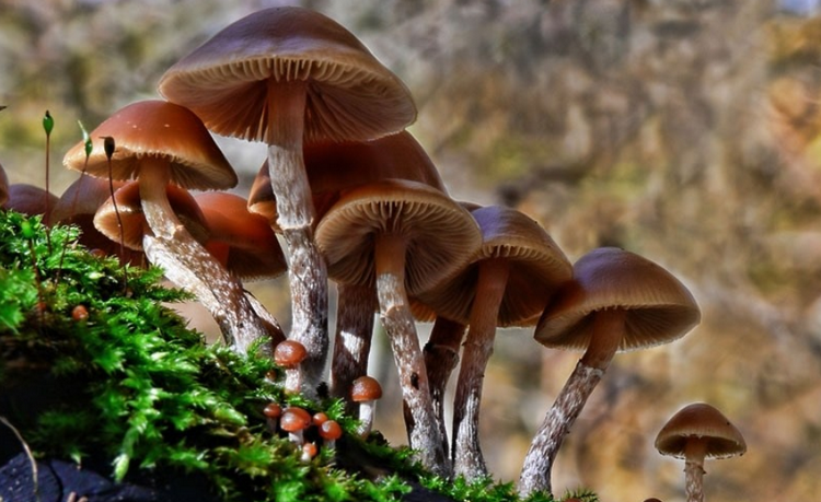 Mỹ cảnh báo nấm độc lan rộng tại bang California