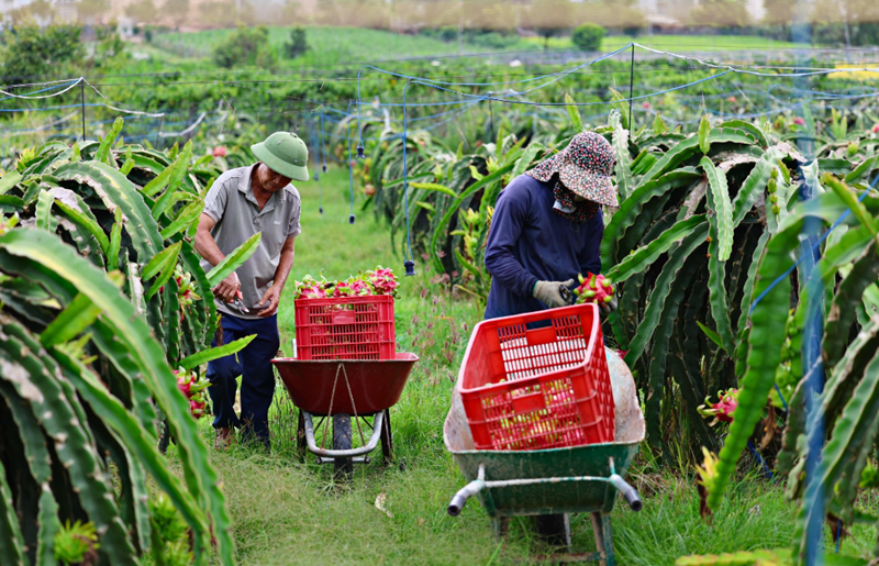 Lâm Đồng thúc đẩy sản xuất nông nghiệp theo tiêu chuẩn VietGAP