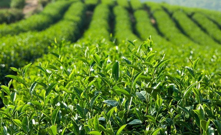 Thái Nguyên có 54 chuỗi sản phẩm chè an toàn