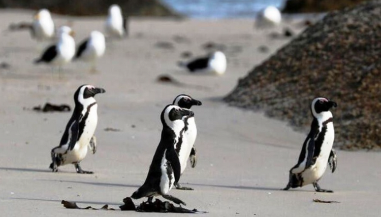 Chim cánh cụt châu Phi đối mặt nguy cơ tuyệt chủng do cúm gia cầm