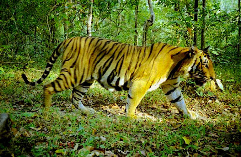 Thái Lan ghi nhận hổ chết hàng loạt trong khu bảo tồn