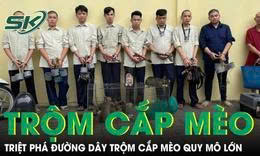 Nhóm thanh niên lập đường dây trộm cắp mèo quy mô lớn tại TPHCM