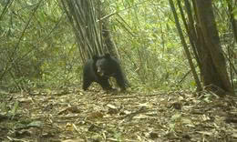 Nhiều động vật quý hiếm xuất hiện trong rừng ở Quảng Ngãi báo hiệu điều gì?