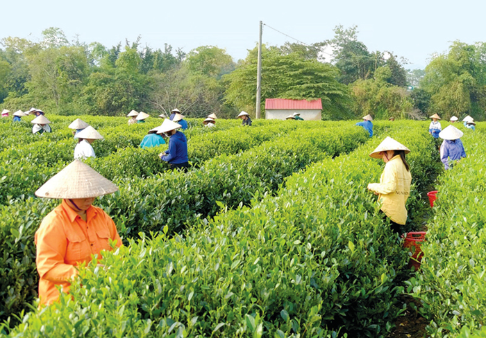 Tăng cường liên kết, hợp tác và đối thoại phát triển kinh tế tập thể, hợp tác xã