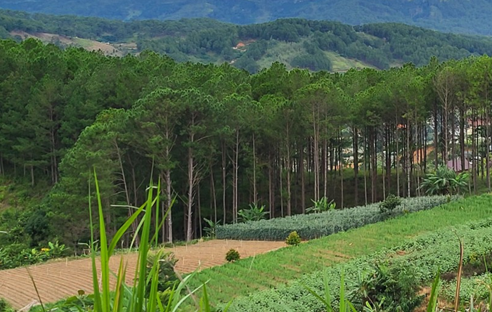 Lâm Đồng sẵn sàng ứng phó với cháy rừng trong cao điểm mùa khô
