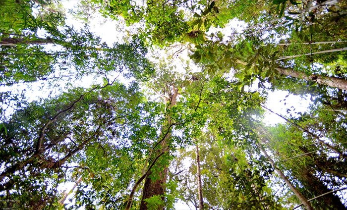‘EU và Việt Nam cần phối hợp chặt chẽ hơn trong giám sát, bảo vệ rừng’