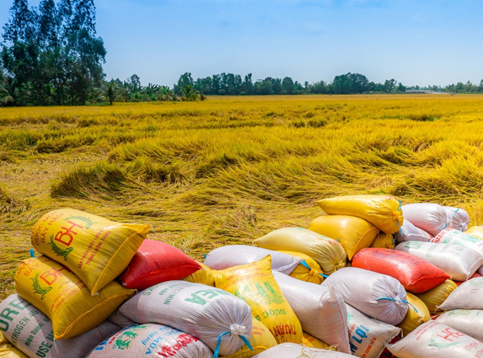 Thủ tướng đề nghị lập đoàn kiểm tra liên ngành việc thực hiện thu mua, xuất nhập khẩu lúa gạo