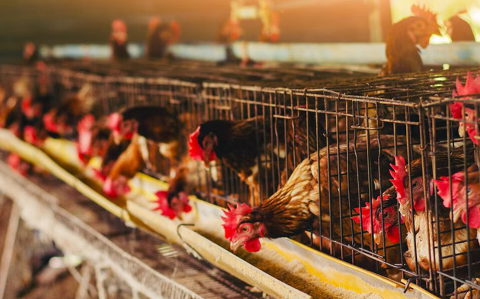 Ứng dụng công nghệ sinh học và công nghệ môi trường giúp tối ưu hóa chuỗi giá trị chăn nuôi