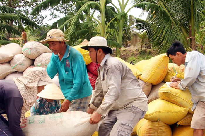 Đề xuất nghiên cứu chính sách hỗ trợ, thúc đẩy doanh nghiệp thu mua lúa cho bà con nông dân