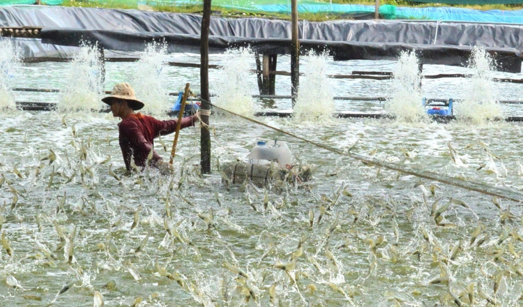 Hiệu quả cao từ mô hình nuôi tôm vi sinh ở An Giang