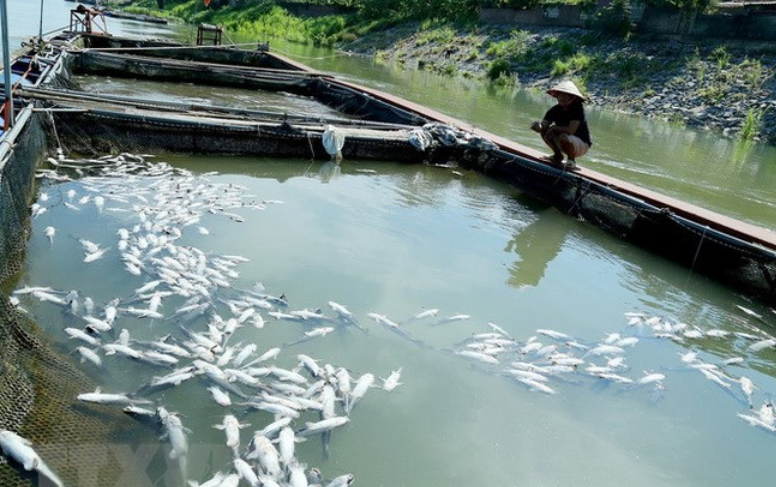 Khánh Hòa: Phê duyệt hơn 215 tỷ đồng hỗ trợ người dân khôi phục sản xuất sau thiên tai