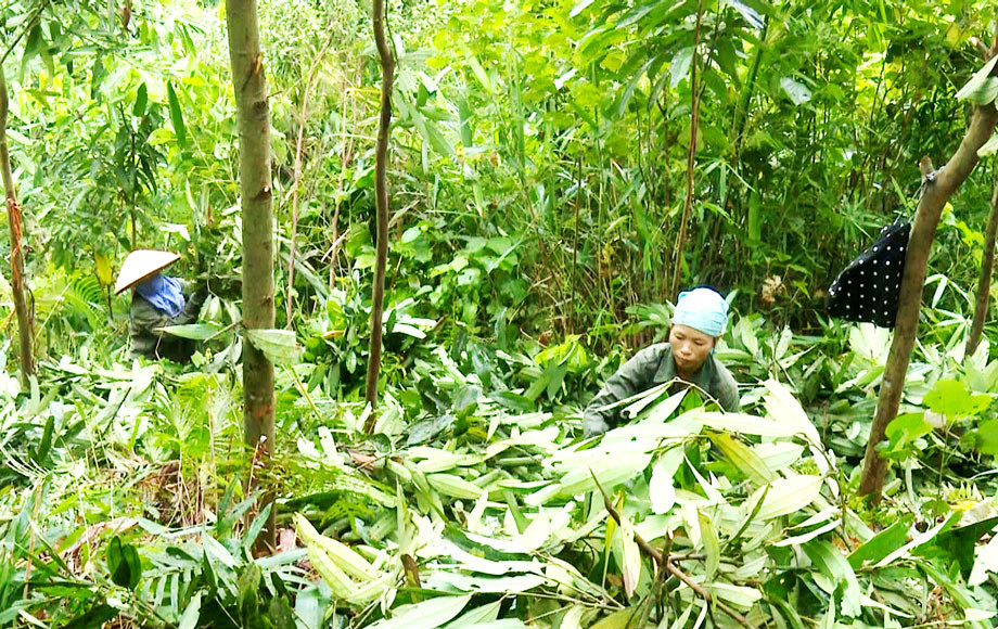 Bứt phá kinh tế từ mô hình trồng quế