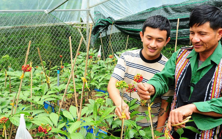 Đà Nẵng: Mở rộng vùng trồng, hình thành chuỗi giá trị dược liệu