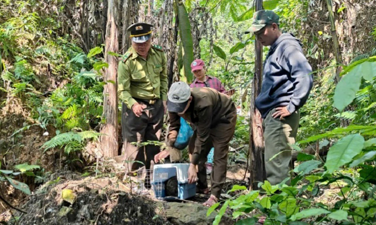 Quảng Trị: Tái thả nhiều động vật hoang dã về Vườn Quốc gia Phong Nha - Kẻ Bàng